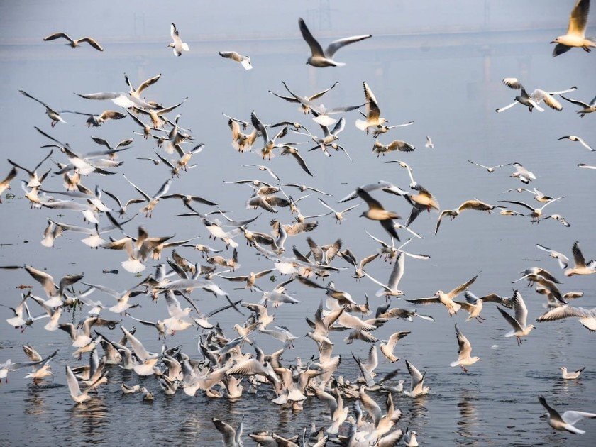 Bihar_News_Today_Siberian_Birds_Migrates_To_VTR_In_Bihar.jpg