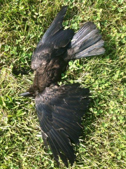 Bihar_News_Today_sudden_death_of_127_crows_in_bhagalpur.jpg