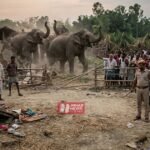 BiharNewsToday_Patna_Nawada Elephant Attack