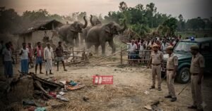 BiharNewsToday_Patna_Nawada Elephant Attack