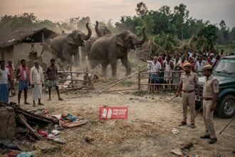 BiharNewsToday_Patna_Nawada Elephant Attack