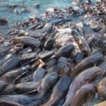 BiharNewsToday_China Magur Fish