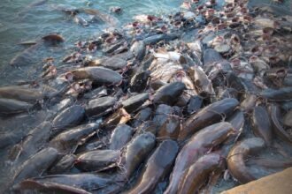 BiharNewsToday_China Magur Fish