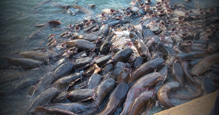 BiharNewsToday_China Magur Fish
