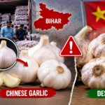 Bihar News: Seizure of suspected Chinese garlic sparks alarm in Bihar; know how to identify it and the essential safety facts before buying.